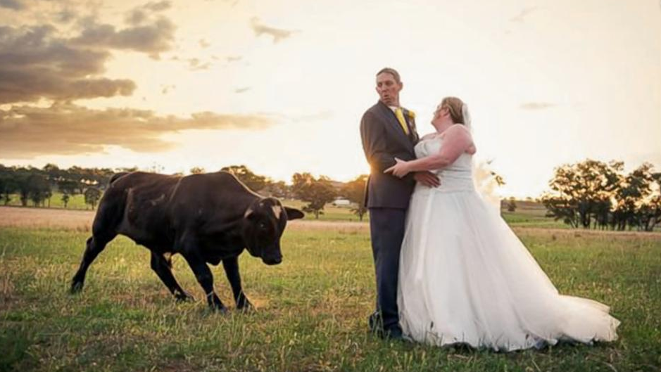 aussie wedding bull