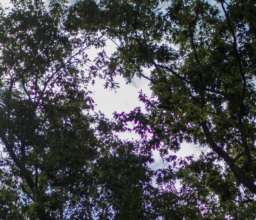 Purple fringing, while rare, did pop up in a few images with strong backlighting coming from the sun.