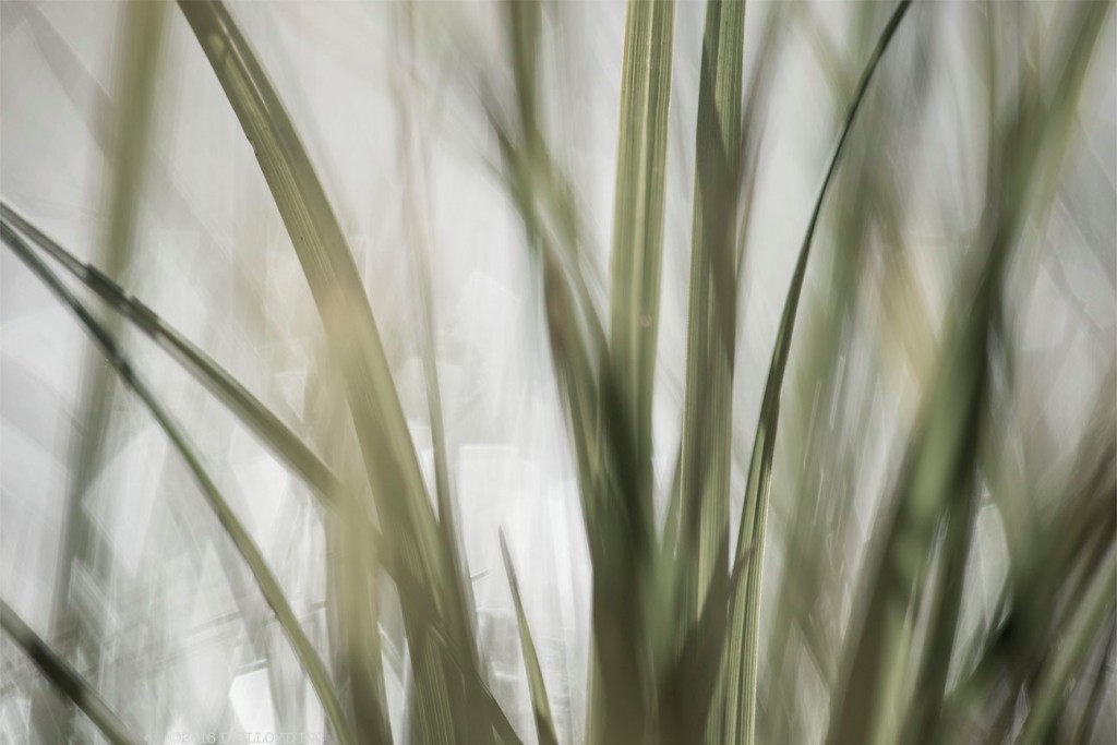 Sedges by Lloyd Chambers, captured with the Zeiss Milvus f/2 100mm lens, is a prime example of the lens’s unrivalled bokeh. Photo © Lloyd Chambers