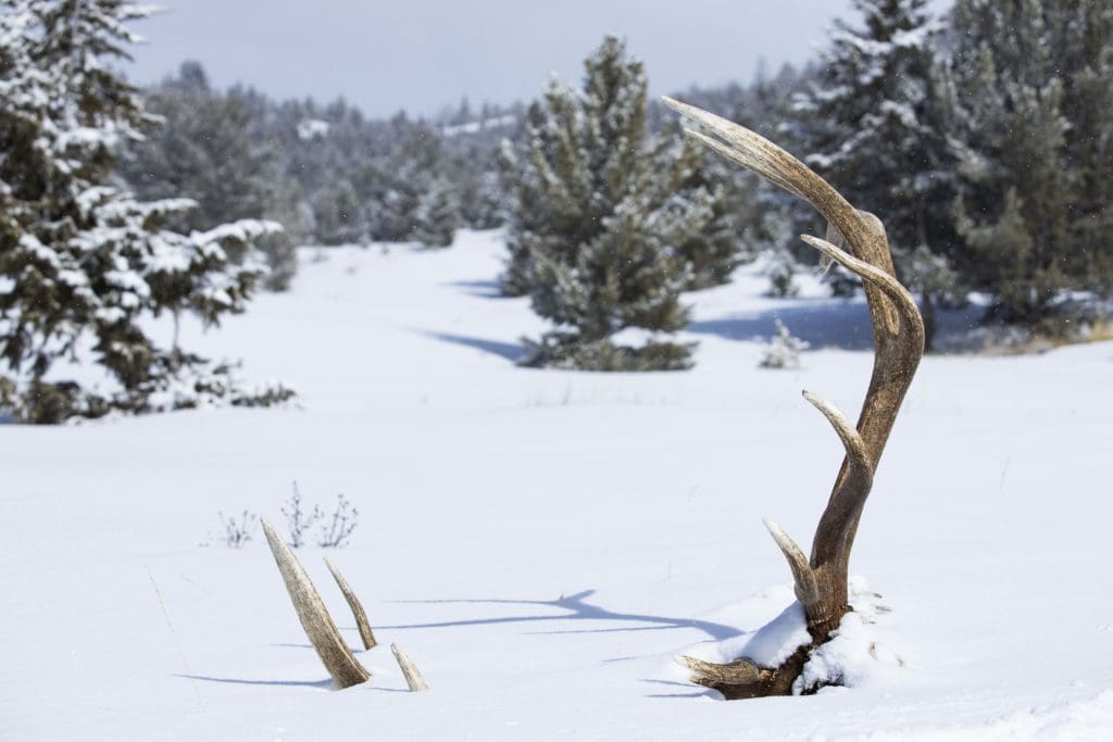 Animal remains in the backcountry of Yellowstone National Park, photographed by Fujifilm Students of Storytelling winner Austin Kennedy. 