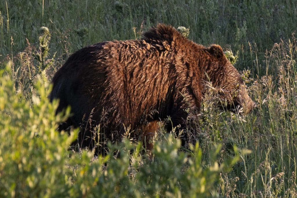 A grizzly bear in Yellowstone National Park photographed by Fujifilm Students of Storytelling winner Austin Kennedy. 