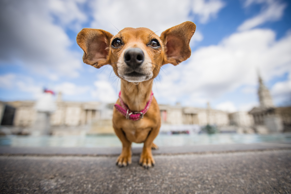 Portrait of Daphne, a dog with big ears in Trafalgar Square.