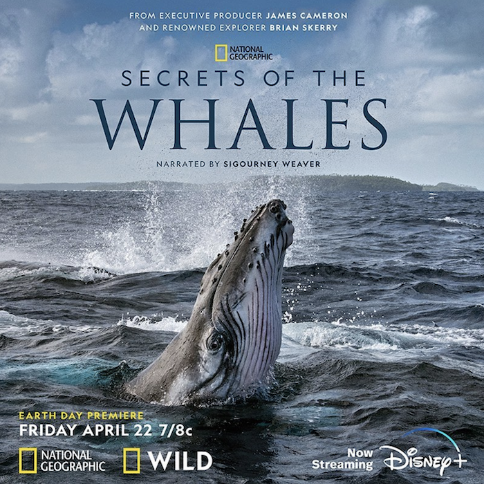 "The Secret of Whales" promo by National Geographic.